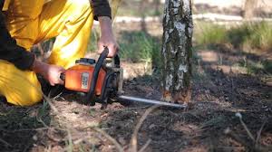 Best Root Management and Removal  in Lindenhurst, NY